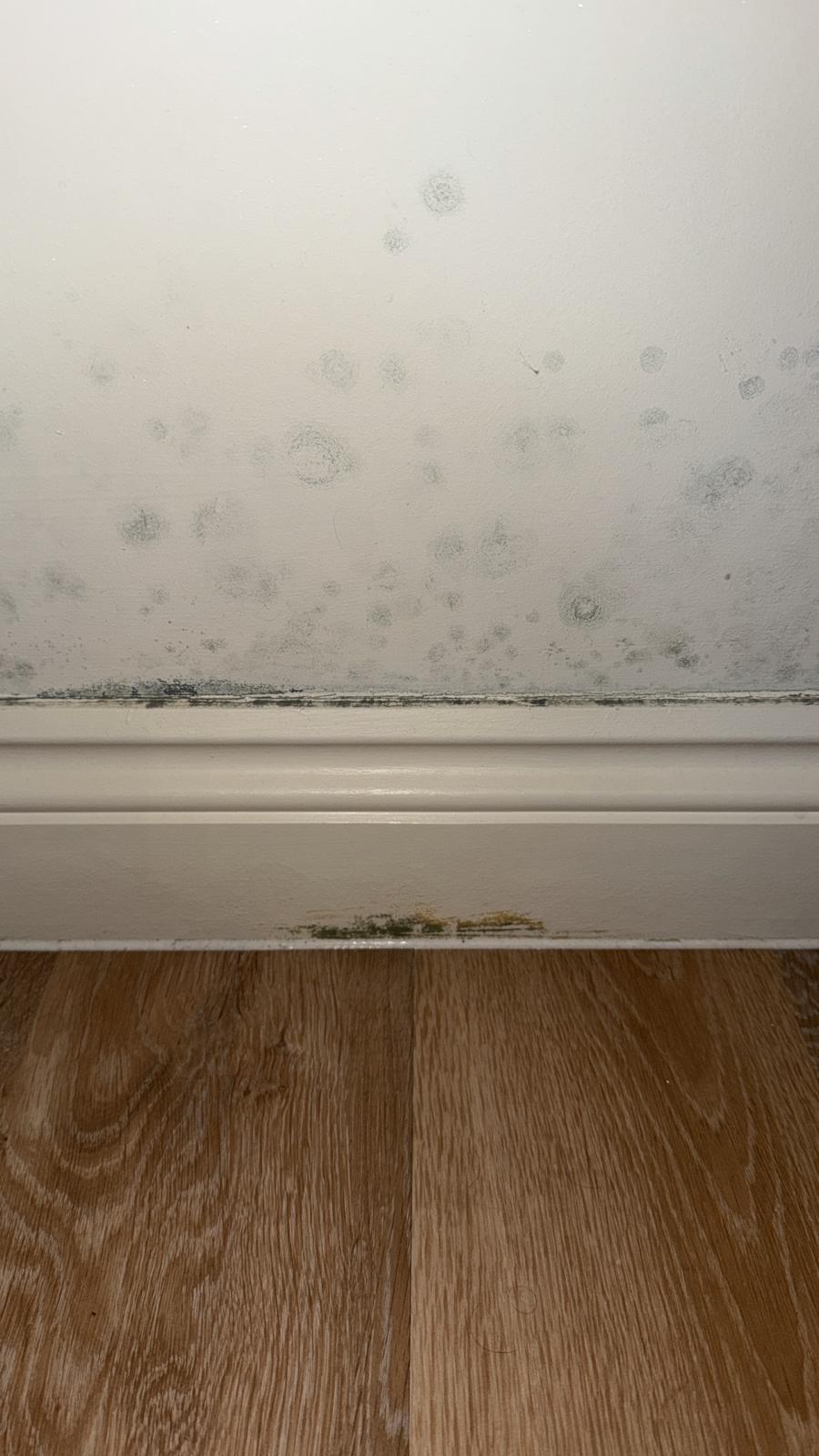 Black mould growth on wall above skirting board — serious health risk