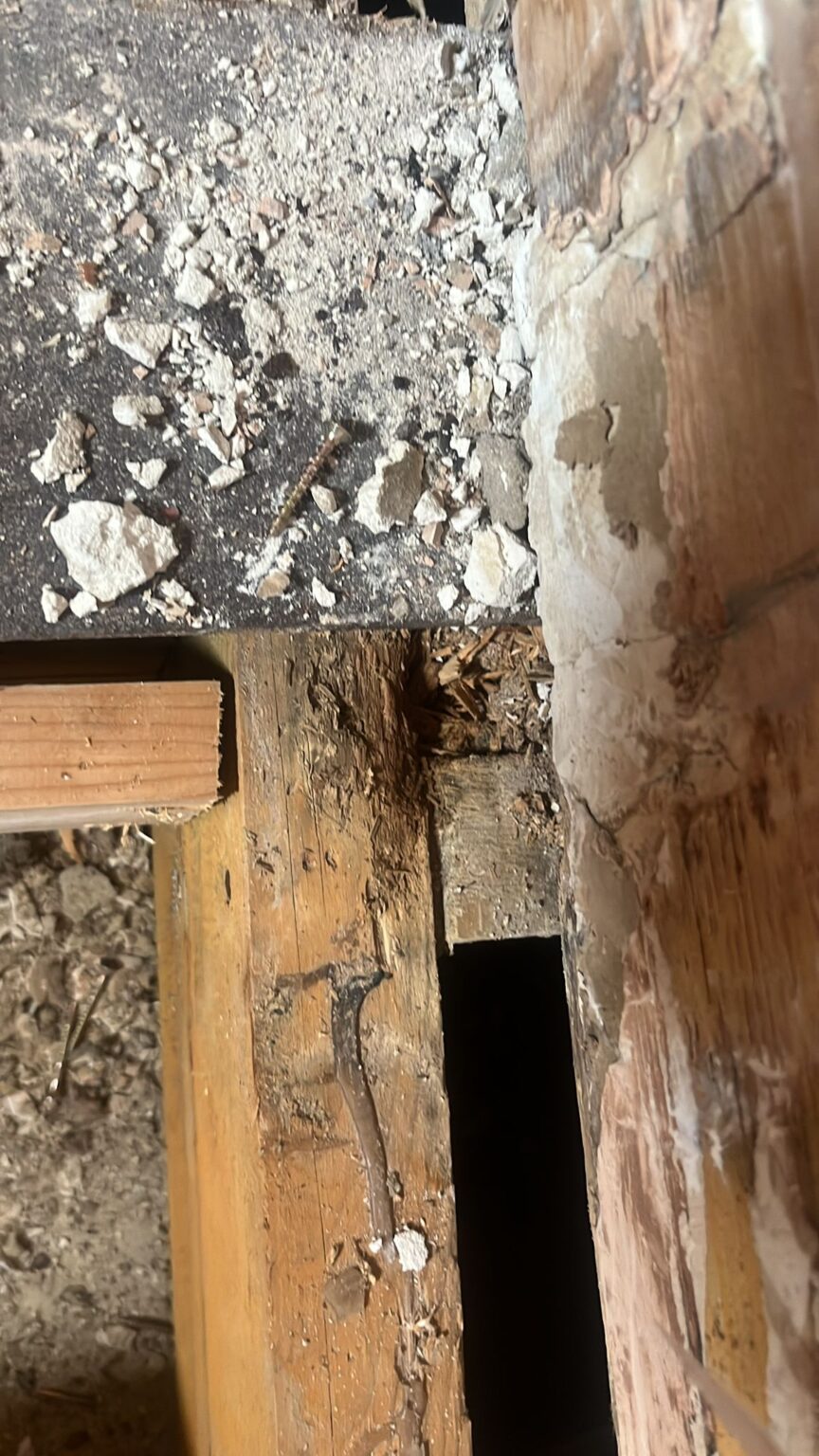 Wet rot in timber floor joists: treatment required