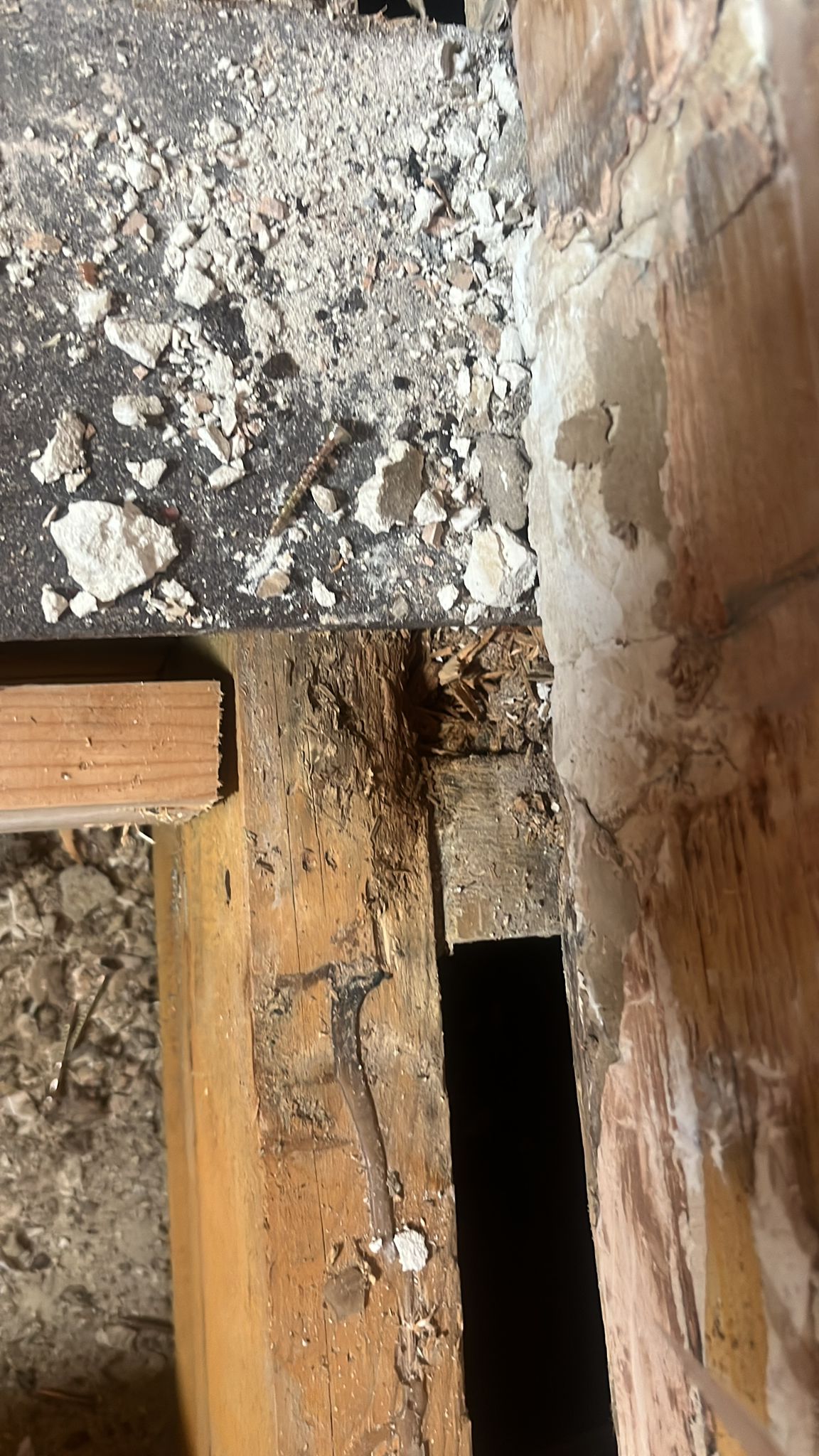 Wet rot in timber floor joists — treatment required