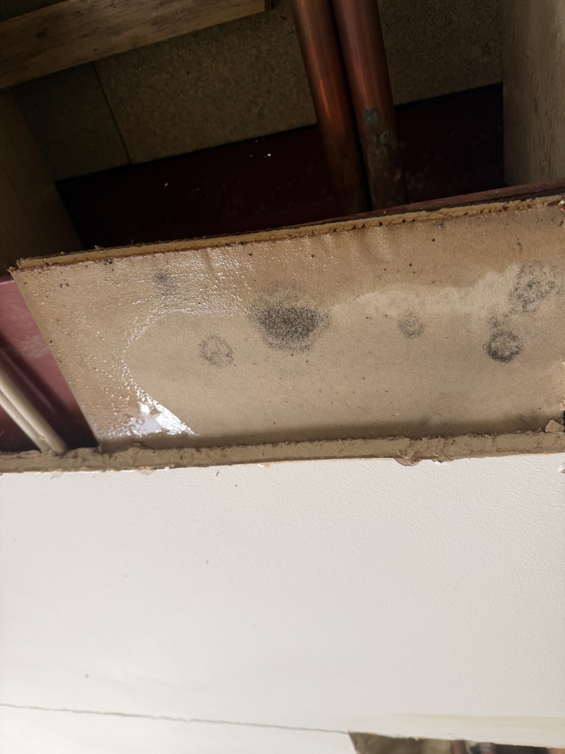 Black mould colonies on ceiling plasterboard — professional mould treatment required