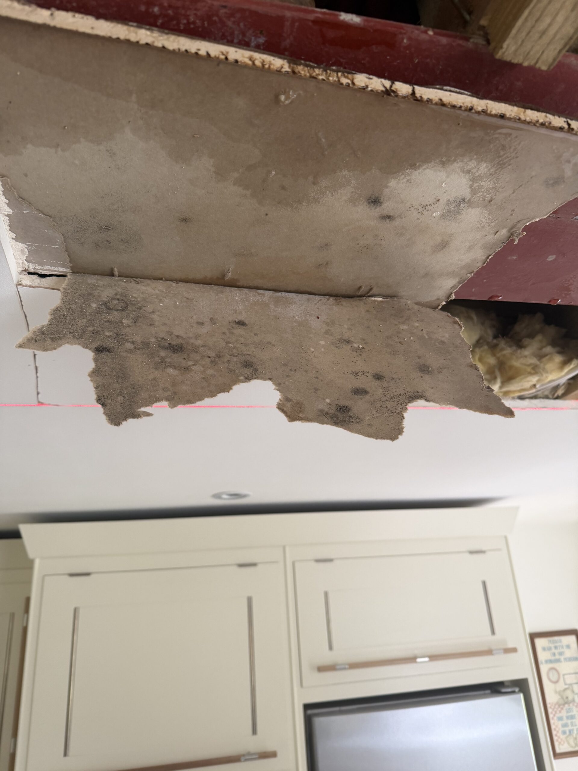 Black mould growth on wall